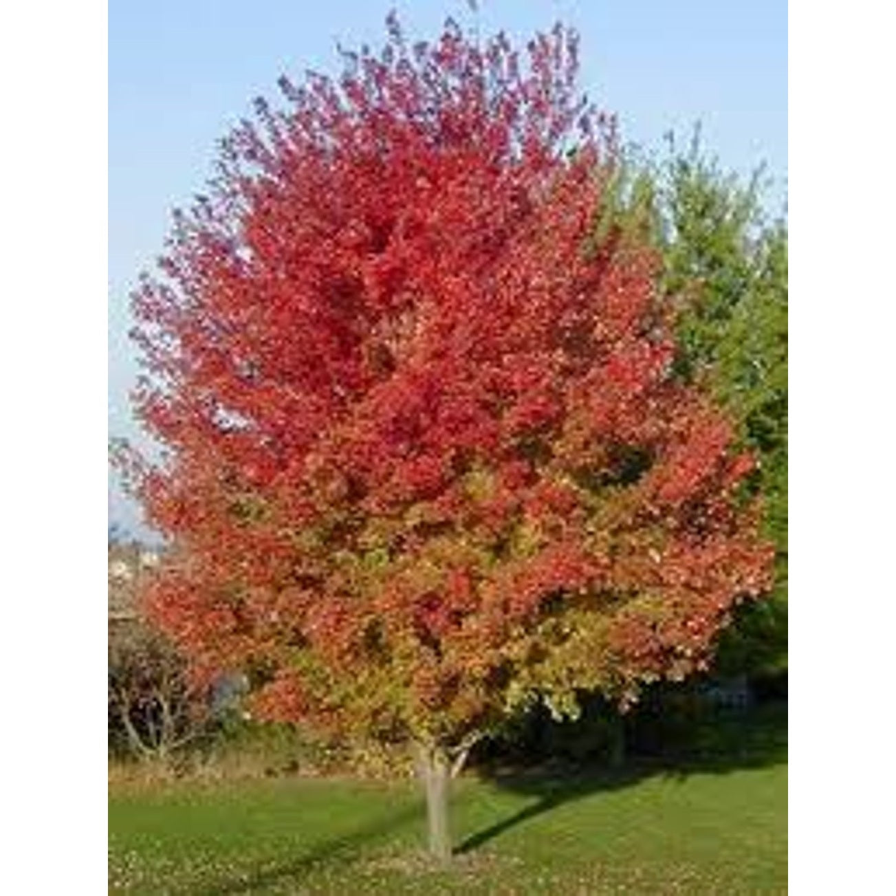 Freemanlönn – Acer freemanii 'Jeffersred' - 8/10 in Cont HO/ST